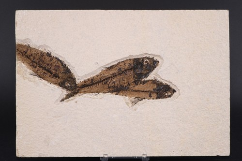 Multiple knightia fossil fish - multiple,