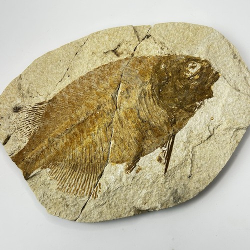 Phareodus fossil fish plate - phareodus,