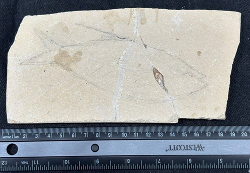 Lebanon marine fossil - marine,