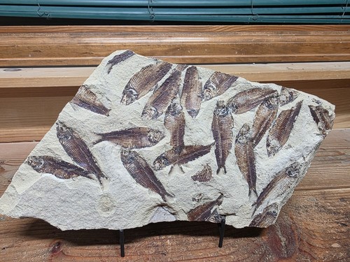 Mass mortality knightia fish - mass,
