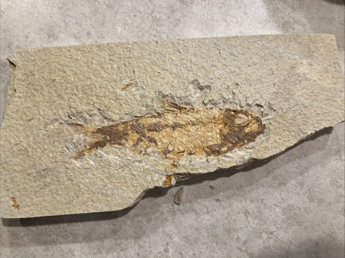 Great fossil fish knightia - fossil,