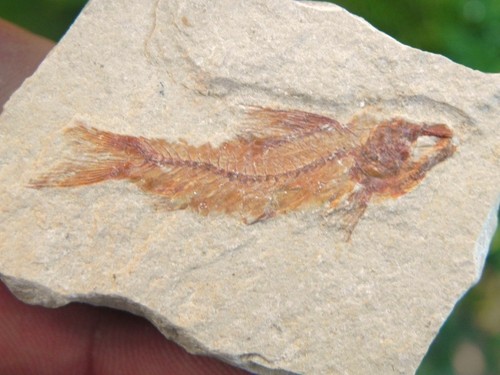 100 authentic fossil fish - 100%,
