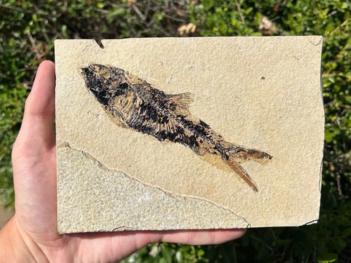 Large knightia fossil fish - large,