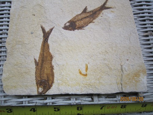 Two fossil fish diplomystus - two, fish,