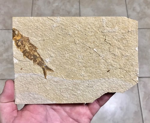 Sweet knightia fish fossil - sweet, fossil-