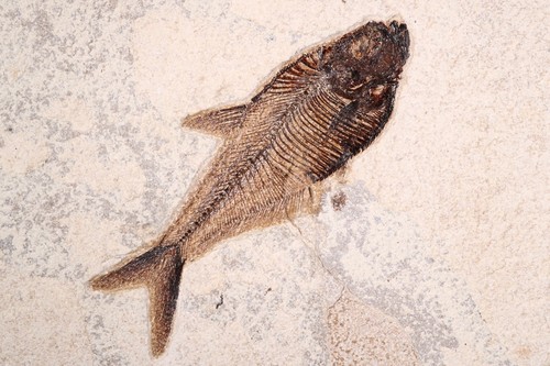Superb diplomystus fossil - superb,