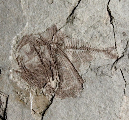 Argyropelecus cosmovicii - ,