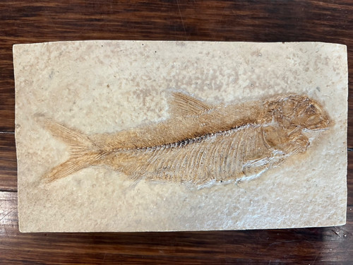Knightia humilis eocene - eocene, fish