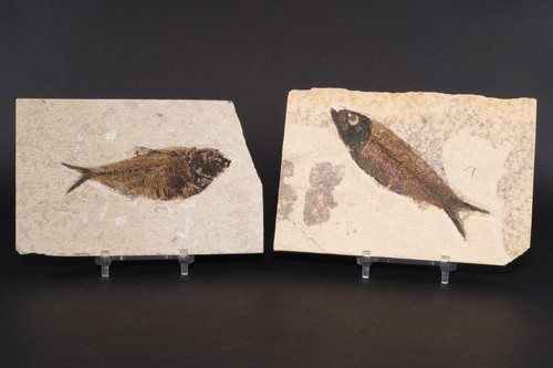 Diplomystus knightia fossil - diplomystus,