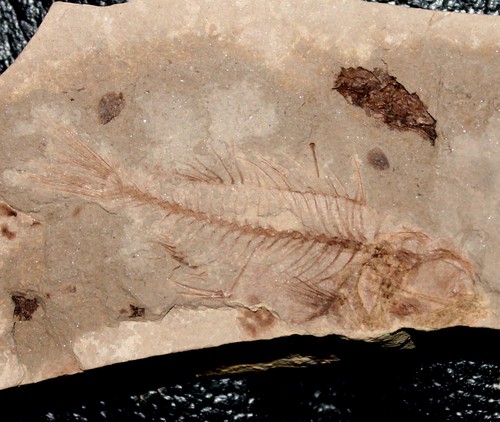 Serranus budensis oligocene - serranus,