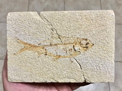 Dbl sided knightia fish - sided,
