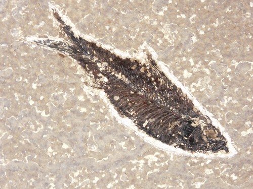 Million year old knightia - year,