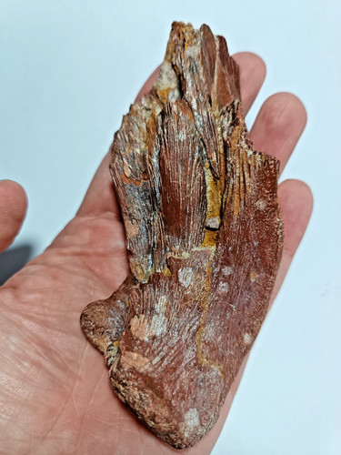 Magnificent rare cretaceous - magnificent,