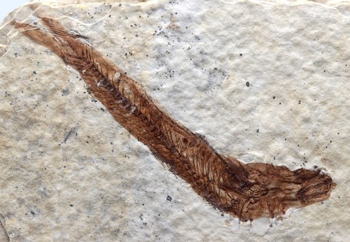 Knightia fossil fish plate - knightia,