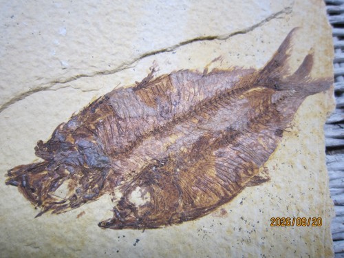 Two fossil fish diplomystus - fish,,