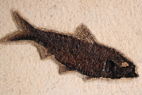 Dark knightia fossil fish - 4.2",