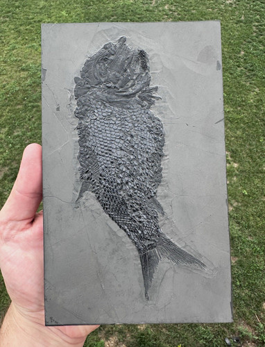 Super detailed asialepidotus - super,