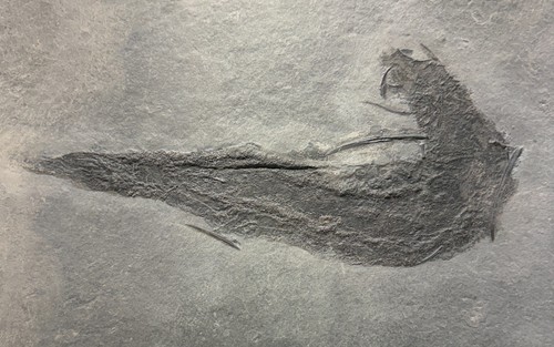 Carboniferous fossil fish - , 14