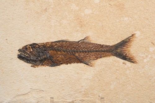 Very nice mioplosus fossil - 6",