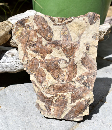 Fossil eocene knightia fish - eocene,