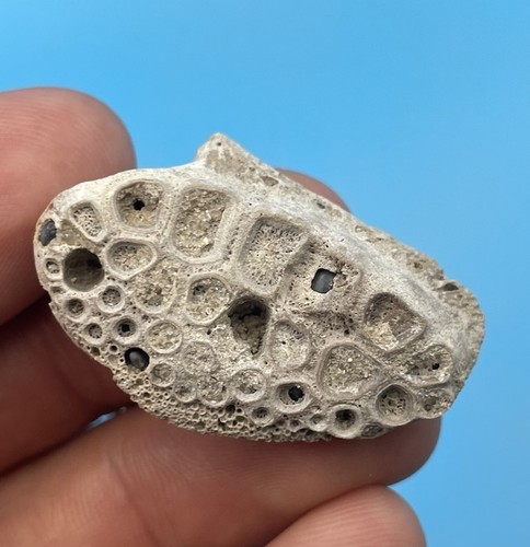 Drumfish mouthplate fossil - drumfish,