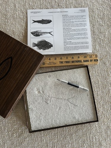 Fossil fish kit unprepared - kit,