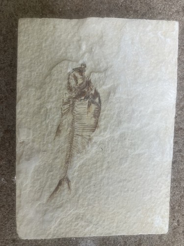 Fish fossil - fish,