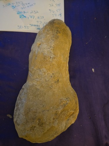 Fish fossil 347 - fossil,