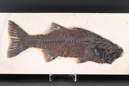 Rare mioplosus fossil - rare, 15.3"