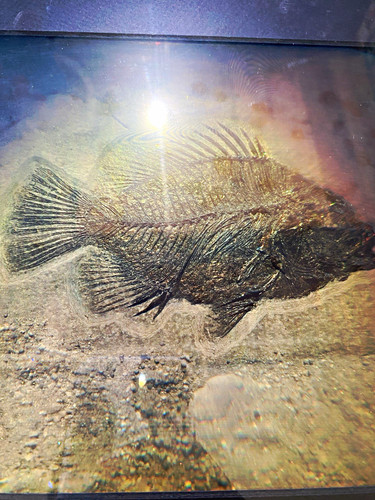Vintage hologrm fish - hologrm, fossil