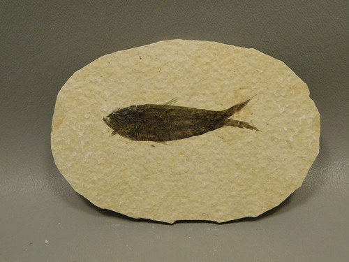 Fish knightia eocaena - fish,