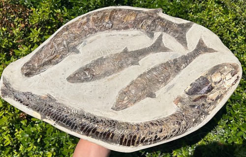 Fossil fish multi plate - fish,