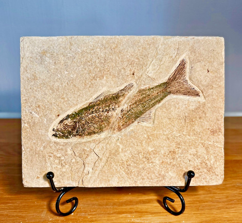 Fossil fish matrix circa - fish, on