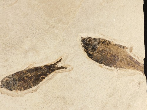 Two species diplomystus - species!, &