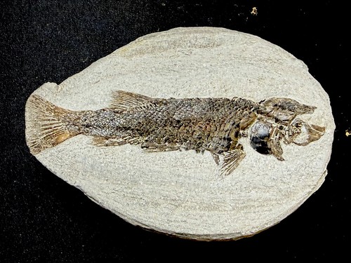 Fossil fish perleidus - fossil, ，perleidus