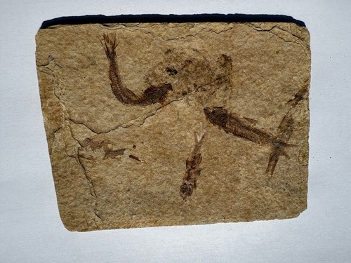 Interesting fossilized fish - fossilized,