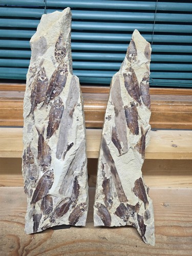 Knightia mass mortality fish - mass,