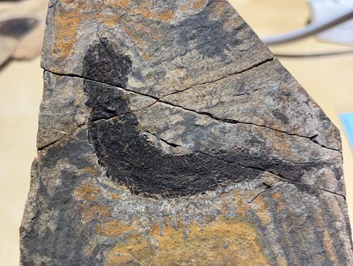 Carboniferous fossil fish cm - carboniferous, 9