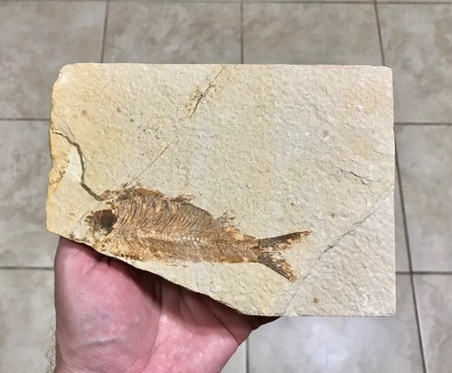 Dbl sided knightia - dbl, fish