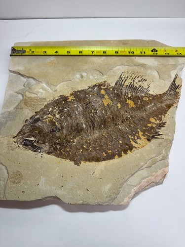 Large fossil fish - fossil,