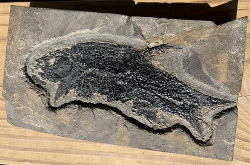 Incredible rare dinosaur - incredible,