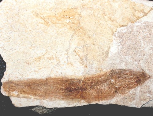 Sardinella big fossil fish - big,