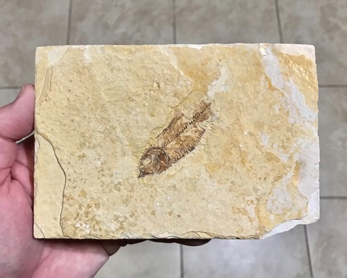 Nice knightia fish - nice, fossil-