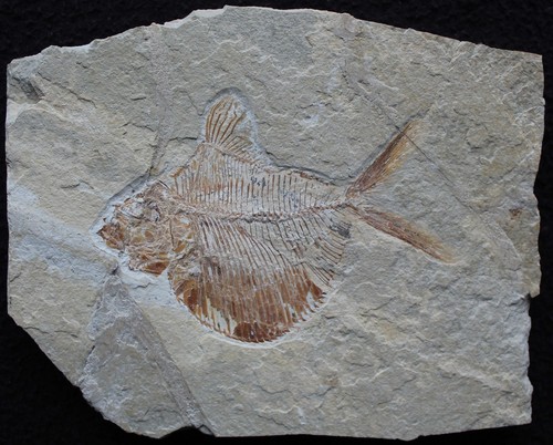 Triplomystus noorae rare - 17,