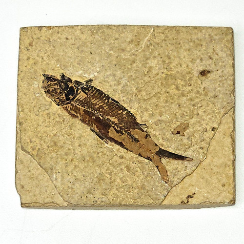 Real knightia fish fossil - fish,