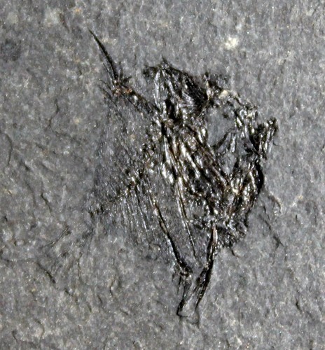 Antigonia very rare fossil - very,