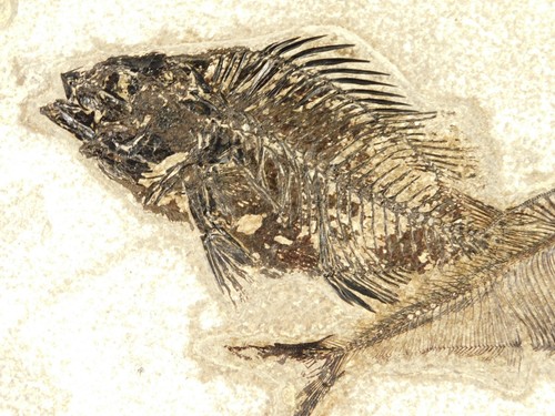Two species rare - two!, priscacara