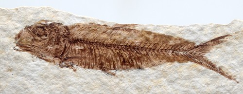 Knightia fossil fish - knightia, plate