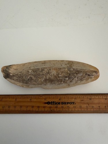 Antique rhacolepis buccalis - antique,