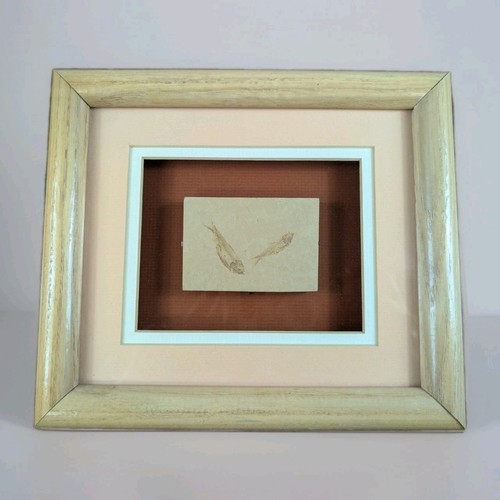 Plate knightia fish - 2,
